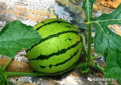 临夏热门吃瓜事件,揭秘热门吃瓜事件背后的真相