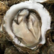 湛江今日蒲瓜批发价,新鲜蒲瓜走俏市场，价格稳定”