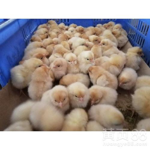 湛江今日蒲瓜批发价,新鲜蒲瓜走俏市场，价格稳定”