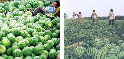 林州吃瓜热门话题,揭秘热门话题背后的真相与争议