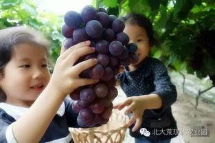 上热门开始摘瓜了,网络现象的演变与影响