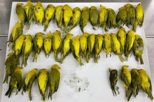 瓜鲁柳斯今日新闻,瓜鲁柳斯地区最新动态一览