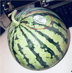 热门吃瓜网红,揭秘热门吃瓜网红背后的故事