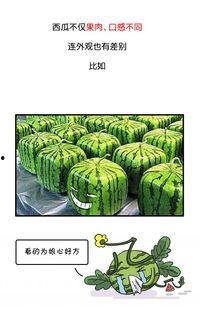 历史热门吃瓜事件,那些让人津津乐道的吃瓜大事件
