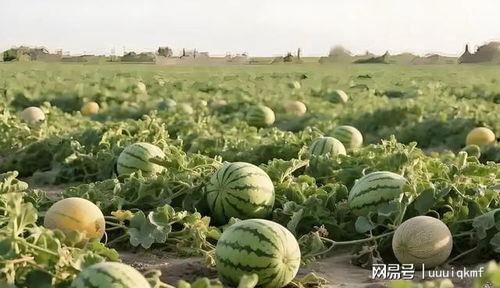今日新疆瓜价最新价格,瓜价行情如何？