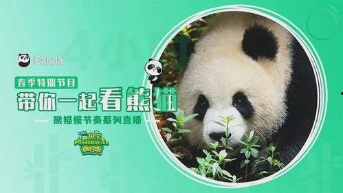 明星网红看熊猫视频,明星与萌宝的甜蜜邂逅
