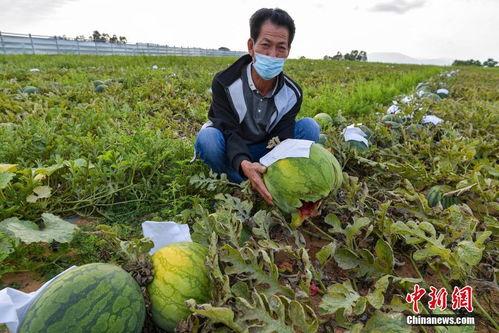 今日海南陵水瓜菜价格,丰收季市场行情喜人
