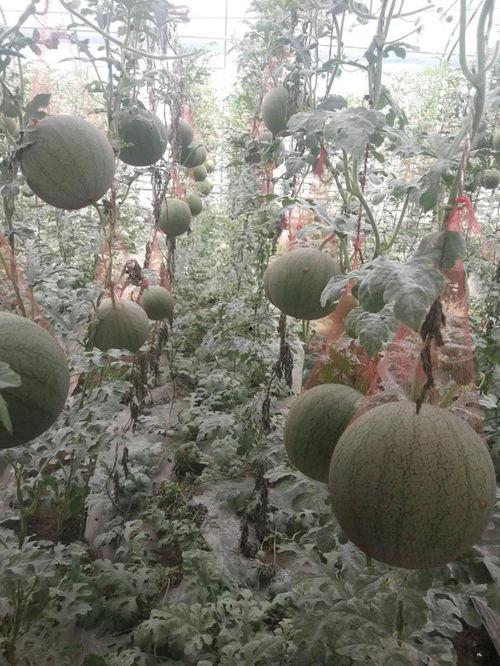 今日大棚小瓜价格表,今日大棚小瓜价格行情分析