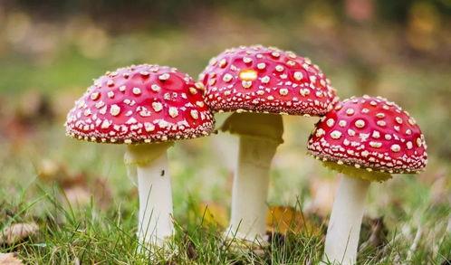 吃瓜爆料黑料蘑菇视频下载安装