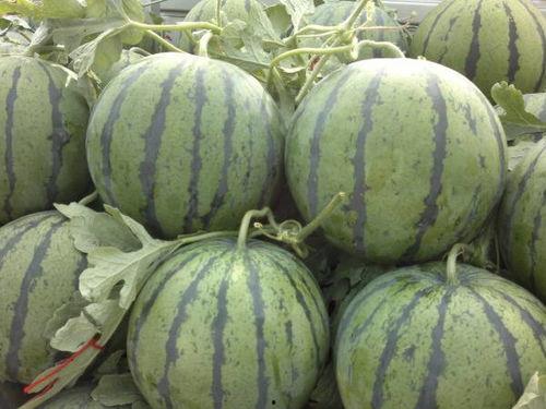 蜜瓜今日收购价,市场行情解读”