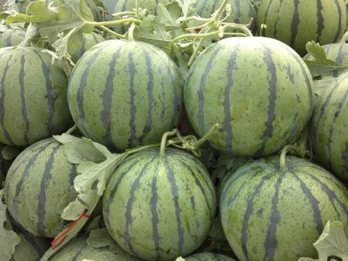 蜜瓜今日收购价,市场行情解读”