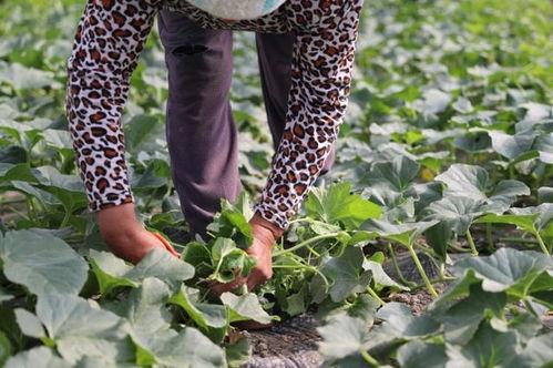 历年来比较热门瓜,揭秘娱乐圈风云变幻