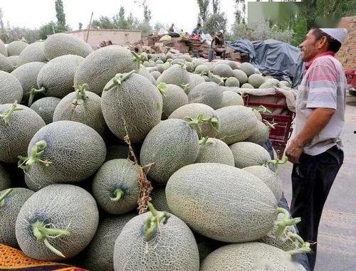 海南哈密瓜今日价格走势,今日走势解析