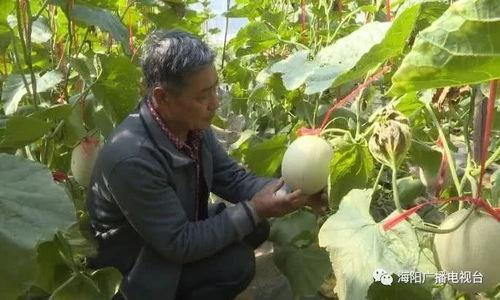 海阳市今日网纹瓜行情,新鲜上市，价格走俏