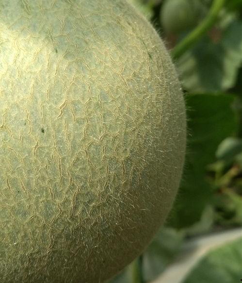 海阳市今日网纹瓜行情,新鲜上市，价格走俏