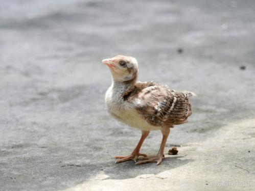 吃瓜爆料小王子是谁啊图片,网络红人的神秘面纱