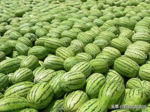 热门大瓜吃瓜中心入口