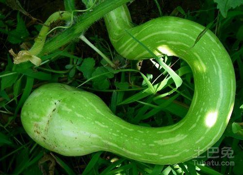 今日蛇瓜价格走势图表
