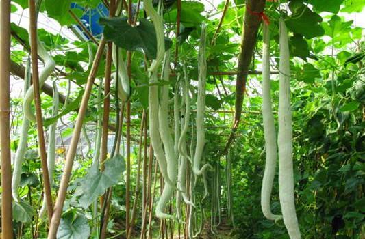 今日蛇瓜价格走势图表