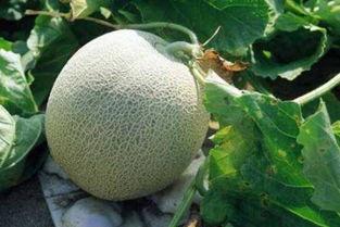 天津批发哈密瓜今日价格,今日行情一览