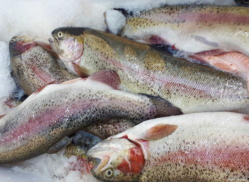 什么鱼吃黑蜜瓜最好呢,黑蜜瓜的美食伴侣