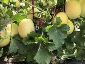 界首吃瓜热门事件最新消息,最新进展揭秘，真相即将揭晓