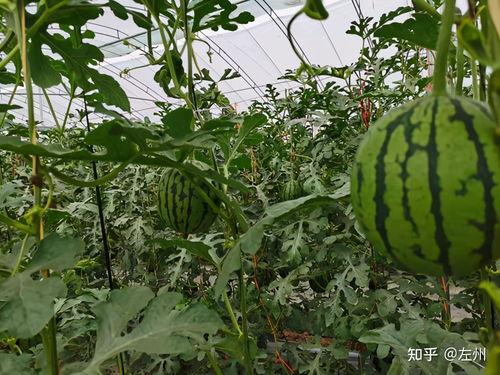 今日寿光吊瓜价格行情,涨跌波动，市场动态一览