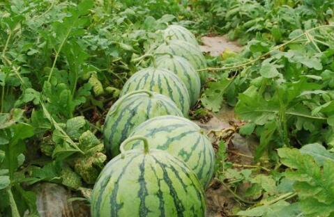 热门大瓜整理,热门大瓜盘点，揭秘明星幕后真相