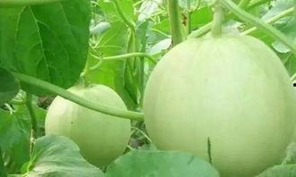 黑霖吃瓜,揭秘娱乐圈背后的秘密与真相