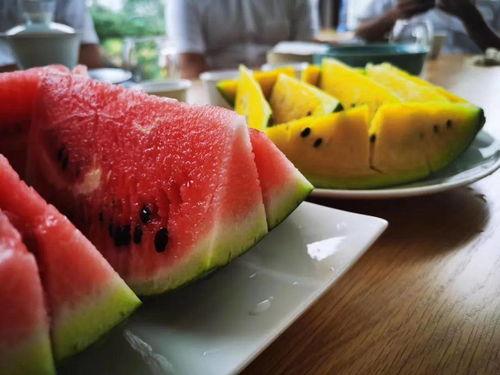 今日闲情种瓜得瓜,体验田园生活的收获喜悦