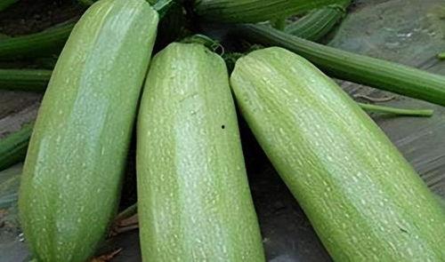 网络热门瓜九月