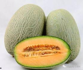 今日特价薄皮小吊瓜