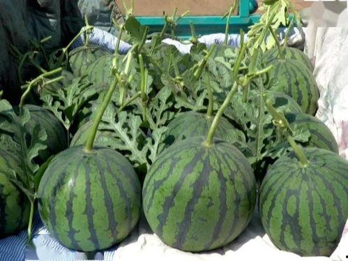 今日大沙河吊瓜行情如何,丰收季喜讯连连