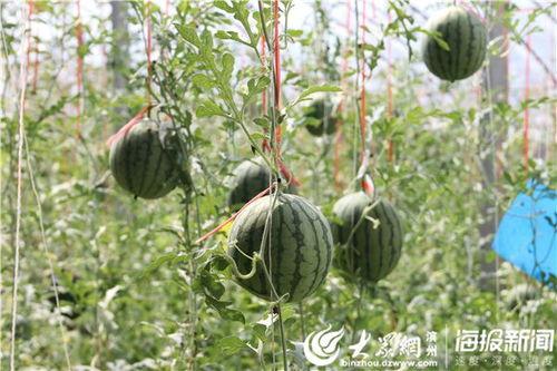 安徽近期热门吃瓜事件视频,近期热门吃瓜事件视频盘点