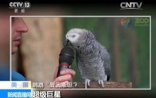 鹦鹉明星网红叫什么,鸟语声声传佳音