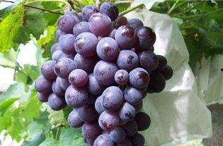 娱乐吃瓜酱葡萄娱乐